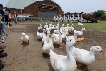 <p>Duck Parade</p>