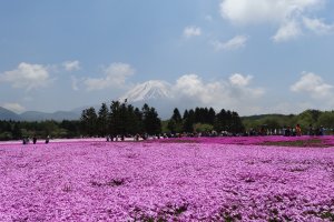 ภูเขาฟูจิสัญาลักษณ์ของญี่ปุ่น กับทุ่งดอกชิบะซะกุระหรือดอก phlox