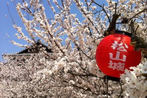 There's a lot of cherry blossom at Matsuyama Castle