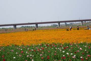 <p>The poppy fields stretch over the Arakawa riverbed</p>