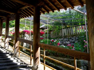 長谷寺の外回廊・登廊（のぼりろう）の脇に咲く7000株の牡丹
