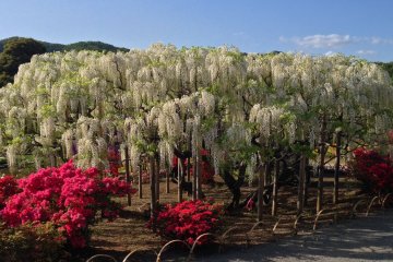 The wisteria does not only come in lavender color but also in white&mdash;a panoramic view of a white wisteria tree.