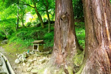 <p>These two cedar trees appearing in Tale of Genji, when Tamakazura and Ukon found each other</p>