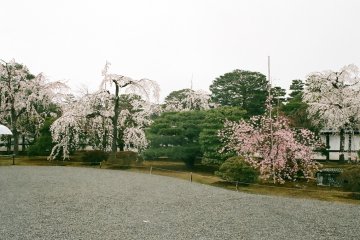 Cherry blossoms on the ground of the Kyoto Imperial Palace