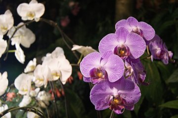 Orchids in the greenhouse&nbsp;