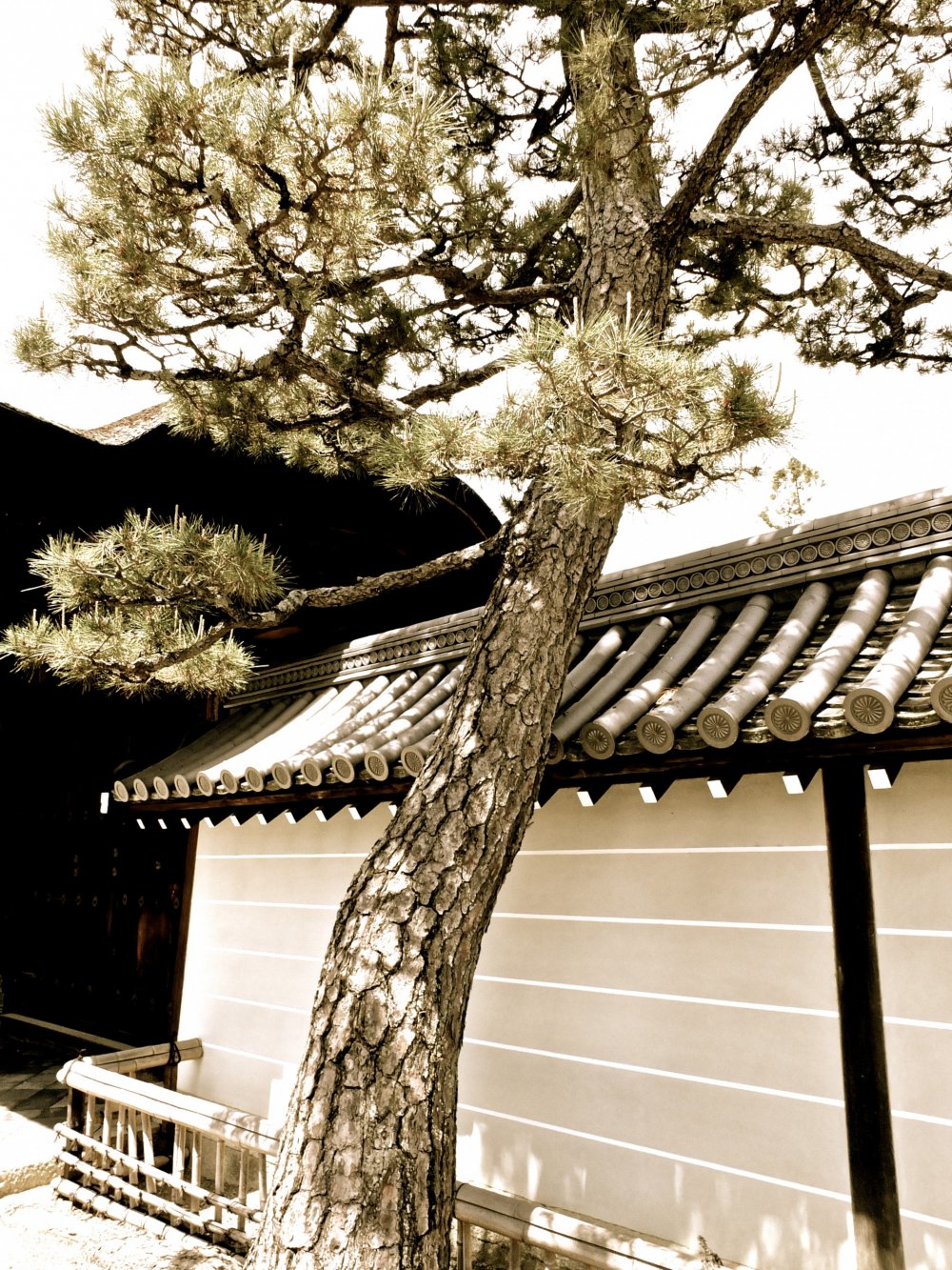 교토 묘신지 사찰의 일본 소나무와 기와