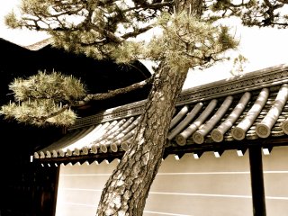 교토 묘신지 사찰의 일본 소나무와 기와