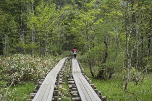 Man-made tracks along the nature trail leading to various sightseeing points in Kamikochi