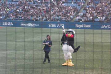 <p>Tsubakuro, the Tokyo Swallows&#39; mascot, fires T-shirts into the crowd at Jingu Stadium</p>