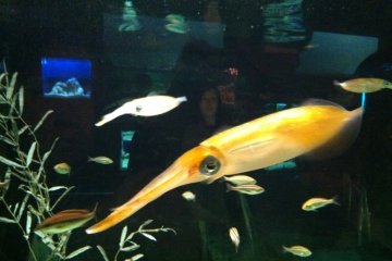 Cool squid -- amazing marine life exhibits in the aquarium