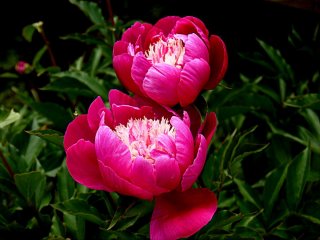 The bowl shape of peony blooms is very beautiful