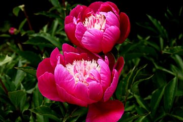 <p>The bowl shape of peony blooms is very beautiful</p>