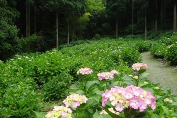 <p>The grounds behind the temple are covered in hydrangea bushes and crisscrossed by paths</p>