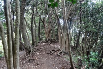 <p>เส้นทางพระพุทธรูปไดบุทสึ (Daibutsu Hiking Course)</p>