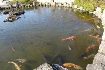 <p>The koi pond in spring. Every now and then they would jump out of the water.</p>