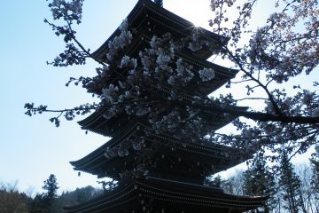 <p>Peeking through some cherry blossoms in early spring to see the pagoda</p>
