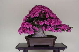 Stunning pink azalea bonsai