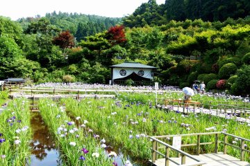 <p>Irises Garden at Daian-zenji Temple</p>