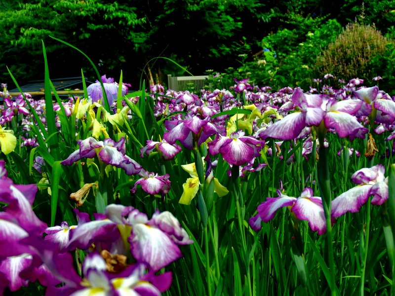 <p>Irises, irises, irises</p>