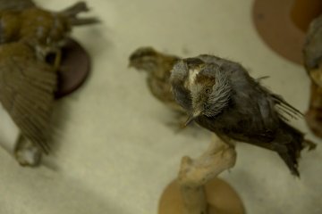 <p>The Natural History Museum is packed full of taxidermy</p>