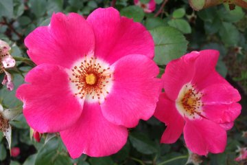 <p>It was very hard to choose my favorite rose!</p>