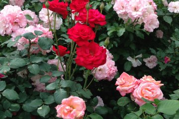 <p>The red roses were simply magnificent! There were some so huge that people kept trying to go closer to compare it to the size of their hands.</p>