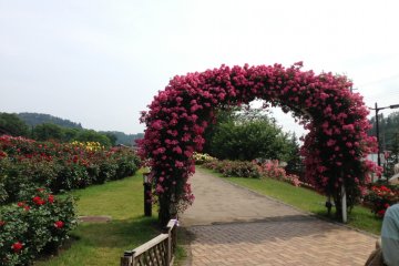 <p>What would a Rose Festival be without an arch full of roses?</p>