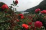 Thiên đường hoa hồng Yamagata
