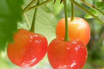 Cherry Picking in Tendo Fruit Land