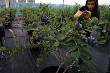 <p>Blueberry picking behind the greenhouse</p>