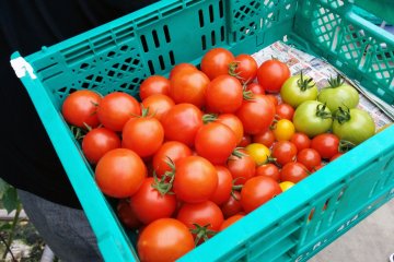 <p>Tomatoes at the greenhouse start green and ripen to red, orange, yellow, or purple depending on the species</p>