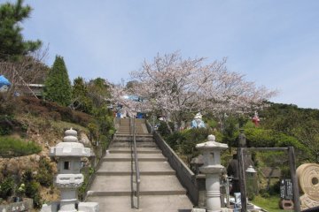 Cherry Blossoms Along the Stairways to the Temple