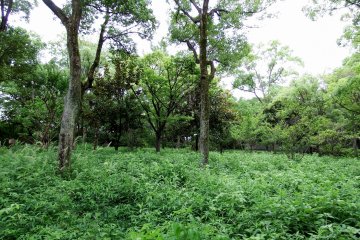 이치반 야구라 근처의 녹색 식물과 나무들