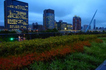 Odaiba transitions towards autumn