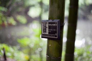 <p>One of the many plaques throughout the garden that label different plants</p>