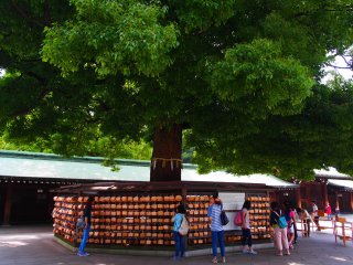 On the trees are hanging &lsquo;ema&rsquo;, votive tablets for special personal prayers and gratitude toward the deities enshrined in Meiji-Jingū. You can write your wishes on the tablets and have them hung on the divine tree, to be offered to the deities by priests at mikesai, the daily morning ceremony.