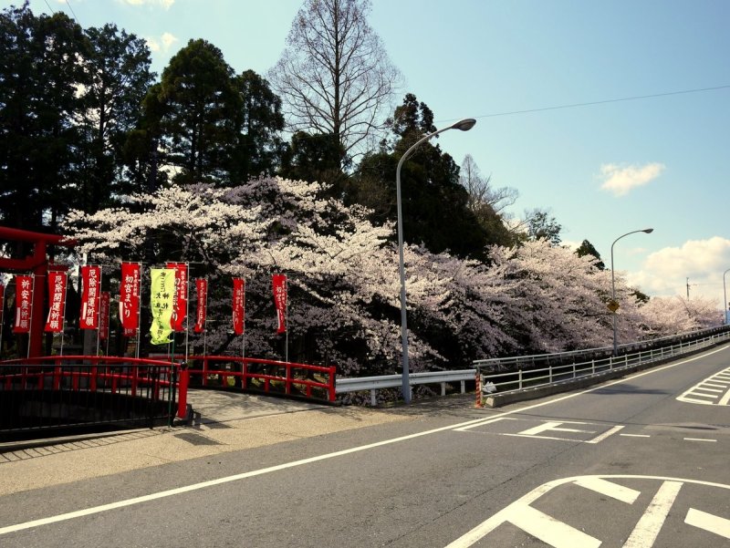 <p>Cherry trees overhang the river that runs along on edge of the shrine</p>