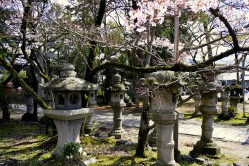 <p>Stone lanterns under the cherry blossoms</p>