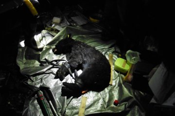 <p>The bear captured that night is a young male weighing about 20 kg</p>
