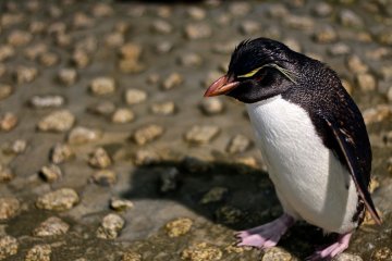 <p>เพนกวินอีกพันธ์มีขนตาสีเหลืองยาว</p>