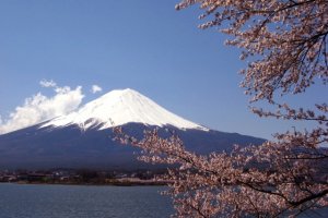 Gunung Fuji dan bunga-bunga sakura