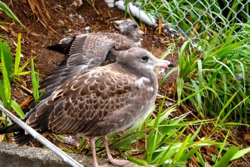 <p>Gull chicks are brown, and smaller than the adults</p>