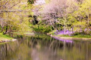 Duck Pond - Yatoyama Park
