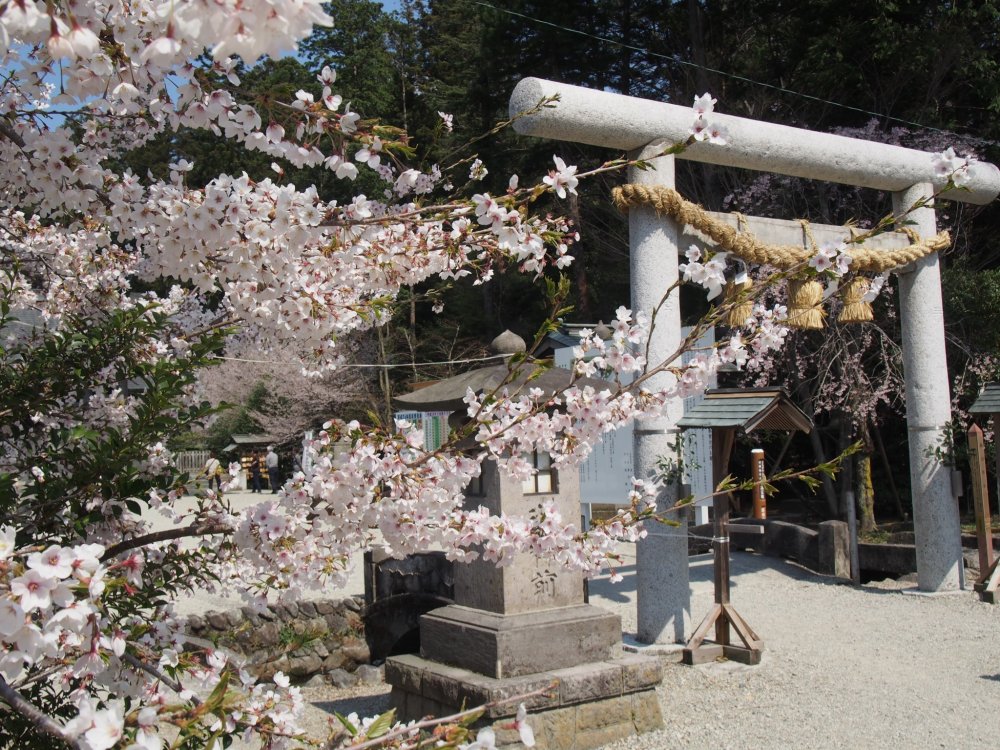 Nogi Shrine in spring is beautiful, with cherry blossom everywhere