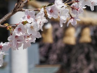 Cherry Blossom at Nogi Shrine. Nasushiobara