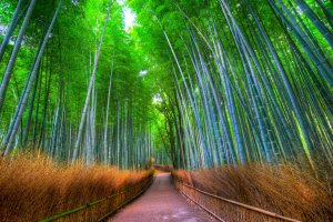 Bamboo grove&nbsp;