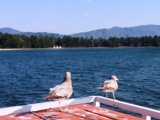 On the return trip you will see a few more seagulls on the boat, and again may not think anything of it