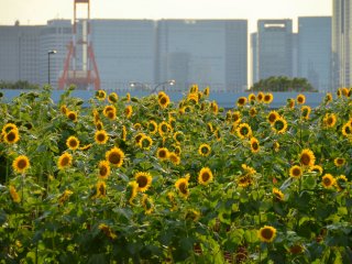 Blossoming sunflowers during a summer festival held at Odaiba!