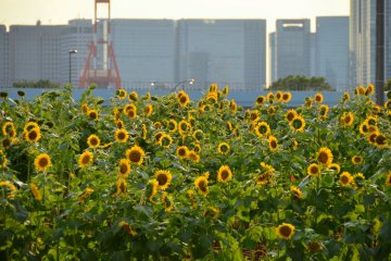 <p>Blossoming sunflowers during a summer festival held at Odaiba!</p>