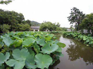 Dans les deux &eacute;tangs entourant le sanctuaire, on trouve de nombreux lotus et quelques tortues